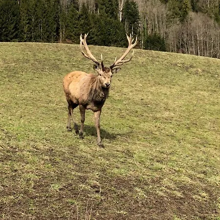Goisernperle 3* Bad Goisern