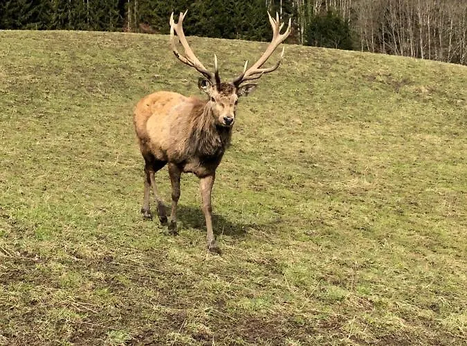 Goisernperle 3* 巴德哥依斯恩